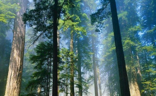 木屑顆粒機原料 木屑顆粒機原料